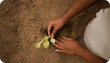 Environmental Sustainability