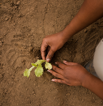 An Environmental Whisper in Port Sudan