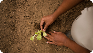 Environmental Sustainability